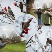 Spotted - Waxwings and birdwatchers