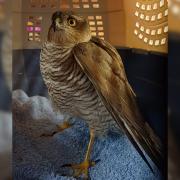 Trapped - A female sparrow hawk got trapped in the Sainsbury's in Stanway