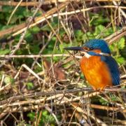 Snap - Lynn Sampson managed to take great pictures of her local kingfisher in Colchester
