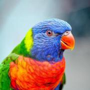 Missing- a photograph of one of the rainbow lorikeets at Colchester Zoo