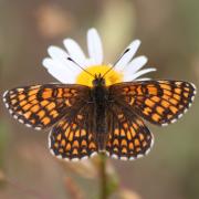 The Heath Fritillary butterfly