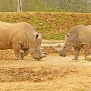 Rhinos Astrid and Otto at Colchester Zoo