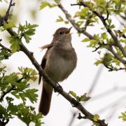 Essex Wildlife Trust has confirmed the return of one of the UK's most iconic songbirds, the nightingale