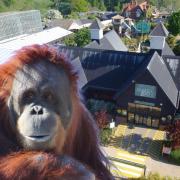 Damage - Colchester Zoo have closed their orangutan habitat after Storm Kathleen roof damage