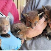 'Naughty' - some of the fox cubs taken in