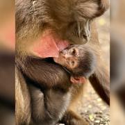 Newborn - Colchester Zoo celebrated the birth of a new gelada baboon