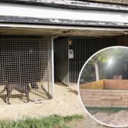 Shocking - the cages and ring where the dogs were kept