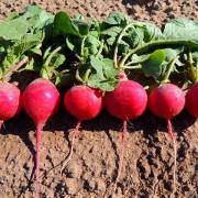 A Cherry Belle Radish - if you were wondering!