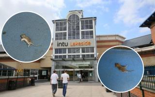 Former cleaner claims south Essex shopping centre is 'battling rat infestation'
