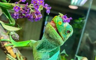 Beautiful - Harley McTiernan's stunning snap of Koro the banded iguana at Colchester Zoo pictured with flowers resting on his head