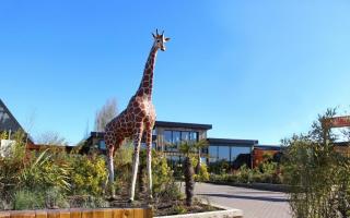Exclusive - Colchester Zoo's ‘A Toast to Wildlife’ evening tours are returning with limited tickets