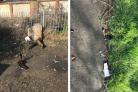 Concern over Grays park's litter after resident's dog cuts paws on broken glass