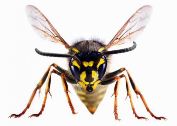 Gazette: A wasp
